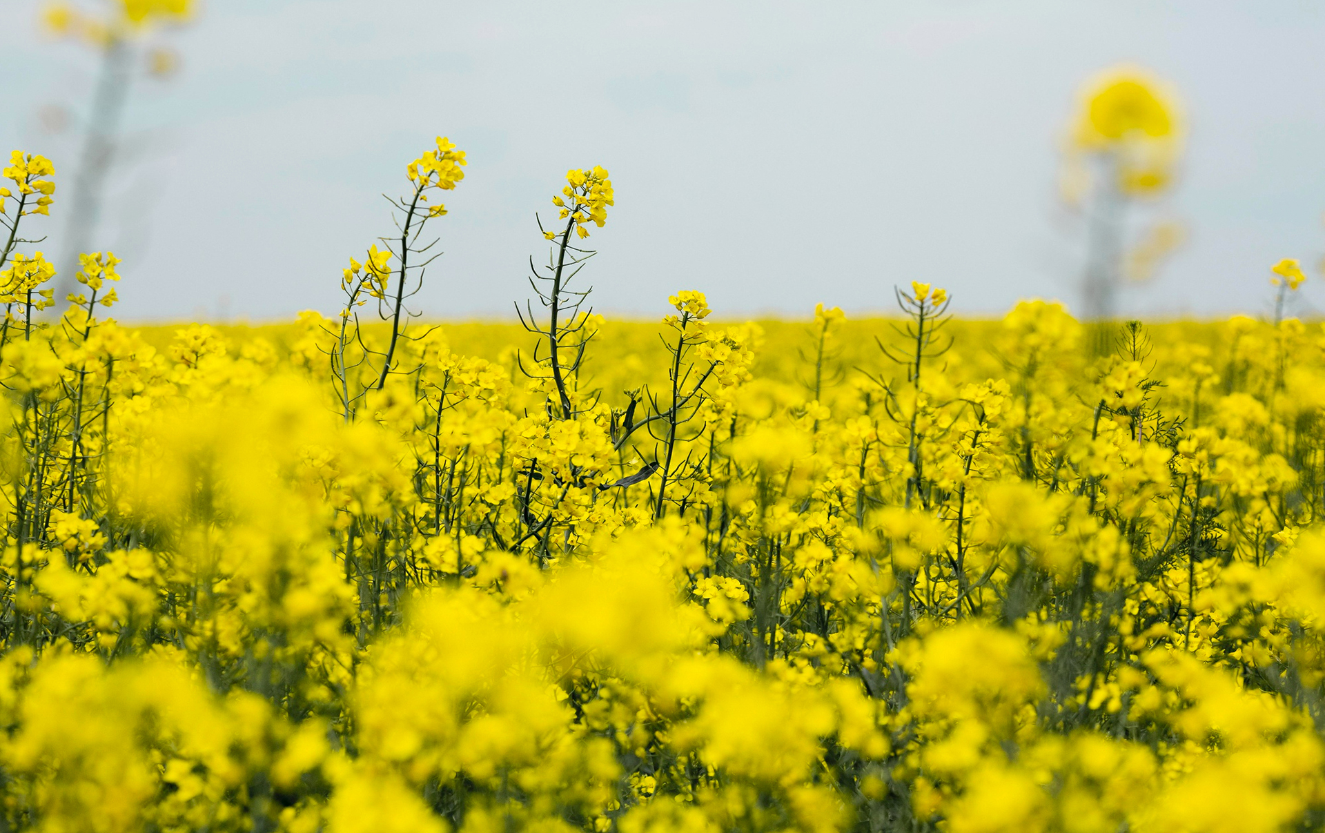 Обзор рынка рапсового масла Китай
