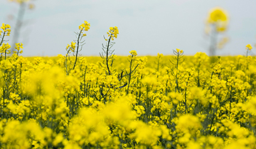 Обзор рынка рапсового масла Китай
